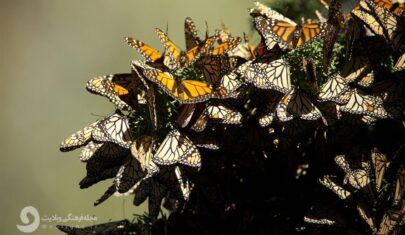 اثر پروانه ای