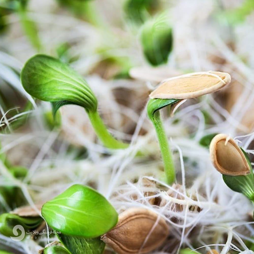 سبزه تخم کدو